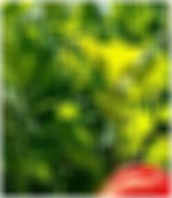 private Sexkontakte in Neuwied Ruth